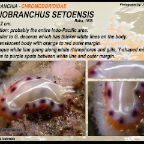 Goniobranchus setoensis - Chromodorididae