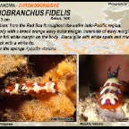 Goniobranchus fidelis - Chromodorididae