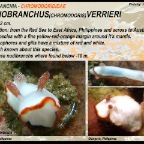 Goniobranchus verrieri - Chromodorididae
