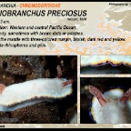 Goniobranchus preciosus - Chromodorididae