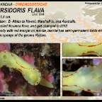 Diversidoris flava - Chromodorididae