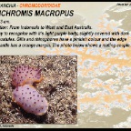 Mexicromis macropus - Chromodorididae