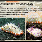 Mexichromis multituberculata -  Chromodorididae