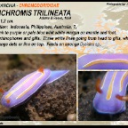 Mexichromis trilineata - Chromodorididae