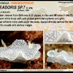 Ardeadoris  sp. - Chromodorididae