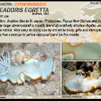 Ardeadoris  egretta - Chromodorididae