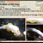 Thorunna africana - Chromodorididae