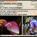 Hypselodoris apolegma -  Chromodorididae