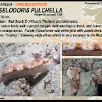 Hypselodoris pulchella - Chromodorididae