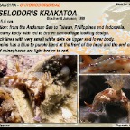 Hypselodoris krakatoa - Chromodorididae