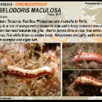 Hypselodoris maculosa - Chromodorididae