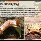 Hypselodoris emma - Chromodorididae