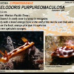 Hypselodoris pupureomaculosa - Chromodorididae