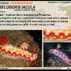 Hypselodoris  iacula - Chromodorididae