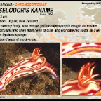 Hypselodoris kaname - Chromodorididae