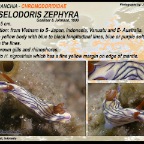 Hypselodoris zephyra - Chromodorididae