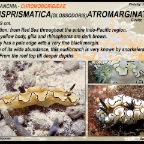 Dorisprismatica atromarginata - Chromodorididae