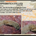 Dorisprismatica stellata - Chromodorididae