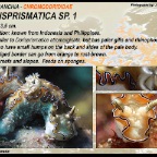 Dorisprismatica sp.1 - Chromodorididae