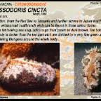 Glossodoris cincta -Chromodorididae