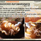 Glossodoris rufomarginata - Chromodorididae