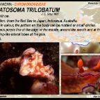 Ceratosoma trilobatum - Chromodorididae