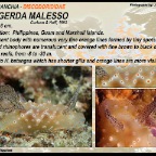 Halgerda malesso - Discodorididae