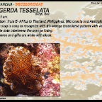 Halgerda tesselata - Discodorididae