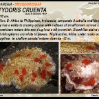 Platydoris sanguinea - Discodorididae