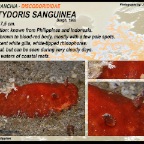 Platydoris  formosa - Discodorididae