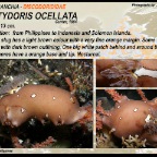 Platydoris  scabra - Discodorididae