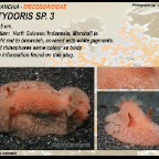 Carminodoris estrelyado - Discodorididae