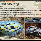 Phyllidia coelestis - Phyllidiidae