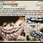 Phyllidia elegans - Phyllidiidae