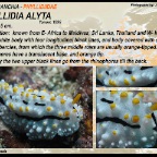 Phyllidia alyta - Phyllidiidae
