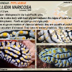 Phyllidia varicosa - Phyllidiidae