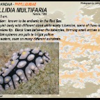 Phyllidia multifaria - Phyllidiidae
