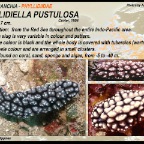Phyllidiella pustulosa - Phyllidiidae