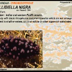 Phillidiella nigra - Phyllidiidae