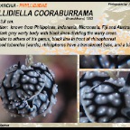 Phyllidiella cooraburrama - Phyllidiidae