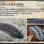 Phyllidiella  zeylanica - Phyllidiidae