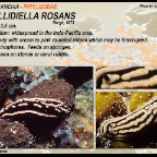 Phillidiella rosans - Phyllidiidae