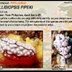 Phyllidiopsis pipeki - Phyllidiidae