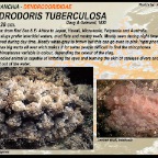 Dendrodoris tuberculosa - Dendrodorididae