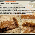 Dendrodoris denisoni - Dendrodorididae