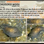 Dendrodoris nigra - Dendrodorididae