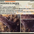 Dendrodoris elongata - Dendrodorididae