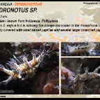 Dendronotus sp. - Dendronotidae