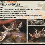 Bornella anguilla - Bornellidae