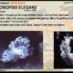 Tritoniopsis elegans - Tritoniidae